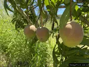 Buy Mango Bambaroo Grafted Fruit Trees (Mangifera indica)