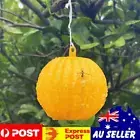 Flying Insects Traps Ball Balls Fruit Fly Catchers Adhesive Fly Catching Balls