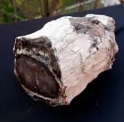 2 Lb 5 Oz Natural Rare Opalized Mirror Polished Multicolor Big Petrified Wood Uv