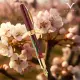 義大利名筆 Visconti 梵谷系列-TThe Flowering Plum Orchard 花開的梅樹