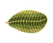 Leaf door entry floor mat banana leaf 45*75cm