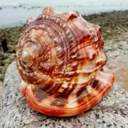 Natural Bull's mouth Conch Shell Coral Sea Snail Fish Tank Adorn Ornament