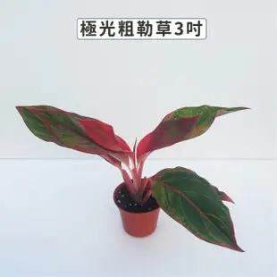 【Gardeners】極光粗肋草 3吋盆 -1入(室內植物/綠化植物/觀葉植物)