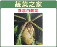 在飛比找樂天市場購物網優惠-【蔬菜之家】C02.春雪白蘿蔔種子(有兩種規格可選)