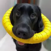 Dog Ring Toys Indestructible Chewing Flying Floating Training Tools Fetch for Sm