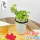 【小品文化】黃翠斑常春藤【現貨】3吋杯子免澆水盆栽 懶人盆栽 觀葉植物 室內植物 自動吸水 創意花盆 居家辦公盆花