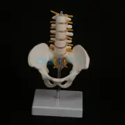 Half Size Pelvis With 5 Pieces Lumbar Vertebrae Anatomy Teaching Model