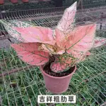 【GARDENERS】吉祥粗肋草 6吋觀葉-1入(室內植物/綠化植物/觀葉植物)