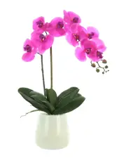 Creative Displays Orchid Arranged in Glass Pot with Rocks
