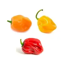 在飛比找蝦皮購物優惠-哈瓦那辣椒混合種子(奶香味，極辣)~Habanero Pep