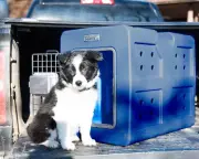 Dakota 283 G3 Framed Door Small Dog Kennel, 7 Color Options