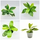 Scindapsus Lifelike Greenery Potted Faux Grass Artificial Plants Bonsai
