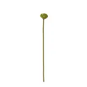 [James Lane] Lotus Pod Stem - 74cm