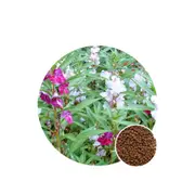 Balsam Mixed - Seed Packet - Organic Seeds - Spring - Summer