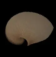 Sea shells Argonauta argo 207.1mm.GIant Aquarium Decoration Products