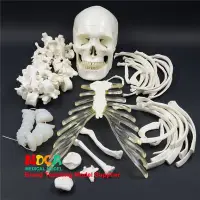 在飛比找Yahoo!奇摩拍賣優惠-170CM人體全身散骨骨骼模型仿真骨架瑜伽醫學教學 MGG3