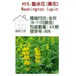 【蔬菜工坊】H10.魯冰花種子(黃花)