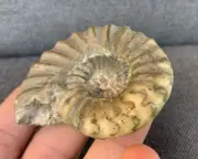 Rare Scunthorpe Ammonite, Aegasteroceras sp. Jurassic Fossil, Green Calcite.