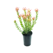 140mm Amy - Leucadendron salignum Laureolum
