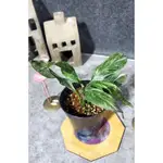 SPATHIPHYLLUM ‘DOMINO’ 達美樂白鶴芋