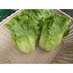 「維特蔬果-批發宅配」福山萵苣（大陸妹）（大陸A菜）FUSHAN LETTUCE