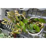 花花世界_觀葉植物-新品-*蝴蝶海棠*5吋盆/高10-30CM/ 葉形特殊/MA