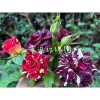 在飛比找蝦皮購物優惠-玫瑰花🌹魔術.五彩黑玫瑰花🌹使用玫瑰專用土.五彩黑玫瑰花.月