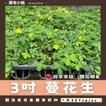 【晨安小姐】3吋 蔓花生｜地被植物｜綠化植物｜綠籬植物｜河岸土堤、道路邊坡、分隔島、屋頂薄層綠化｜果園草生栽