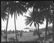 Lord Howe Island Palm trees, Lord Howe Island - Old Photo 6