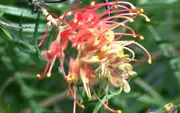 Buy Grevillea Superb Trees (Grevillea hybrid)