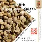 JC印度邁索阿拉比卡/ 水洗  JC MYSORE ARABICA WASHED AAA