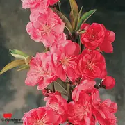 Buy Flowering Peach Tree - Magnifica, Prunus persica
