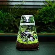 Glass Plant Terrarium with Lid 6.3"X7.9" Inches Succulent Air Planter Fern Moss Micro-Landscape Vase for Home Office Tabletop Decoration Container Indoor Wardian Copyright Patent