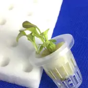 100pcs White Seedling Sponge Soilless Hydroponic Vegetables Nursery Pots