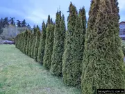 Buy Smaragd Conifer Trees in Australia (Thuja occidentalis)