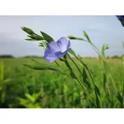 FLAX / Linseed / Common Flax seeds