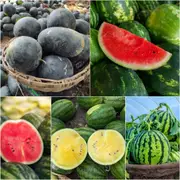 Watermelon - Heirloom Mix seeds