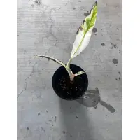 在飛比找蝦皮購物優惠-［斑葉香蕉］觀葉夏威夷雲彩蕉Musa aeae