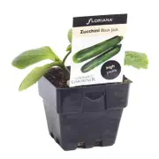 100mm Zucchini Black Jack - Cucurbita pepo Hybrid - Floriana Gourmet Gardner
