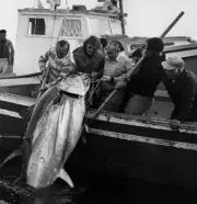 Tuna In Nova Scotia In Canada 1970 Old Fishing Photo