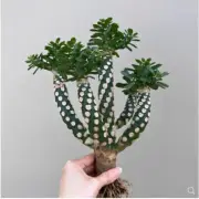 Euphorbia royleana Boiss. cactus Succulent plant Home decorating plant