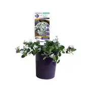 140mm Convolvlulus Little Arctic Moon - Convolvulus hybrid