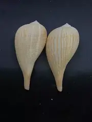 2 x giant ficus gracilis paper graceful fig sea shell Collectable shells #11972