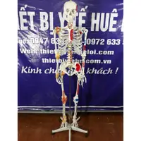 在飛比找蝦皮購物優惠-【船舶支援】超級栗子170cm人骨模型神經根韌帶關節-骨骼模