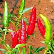 Chilli African Malawi Birds Eye 10 Seeds Isolated Strain Chili Pepper HOT Spicy