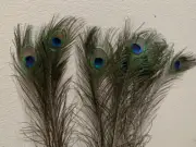 PEACOCK Feathers long -