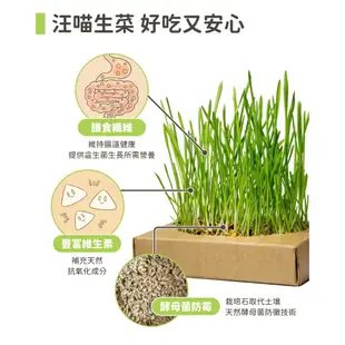 【台灣現貨 免運】汪喵星球 汪喵生菜 貓草新鮮栽培盒 小麥草 貓咪排毛 化毛 天然去毛球 小麥種子 頂級燕麥草種子 貓草