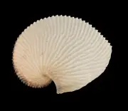 Sea shells Argonauta argo 118.5mm. Aquarium Decoration Products