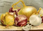 Peter Henderson Co, 1904, Onions ~ Seed Art ~ DIY Counted Cross Stitch Pattern