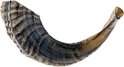 KOSHER ODORLESS NATURAL SHOFAR | Genuine Rams Horn | Smooth Mouthpiece for Easy Blowing | Includes Velvet like Drawstring Bag and Shofar Blowing Guide (12”-14”)